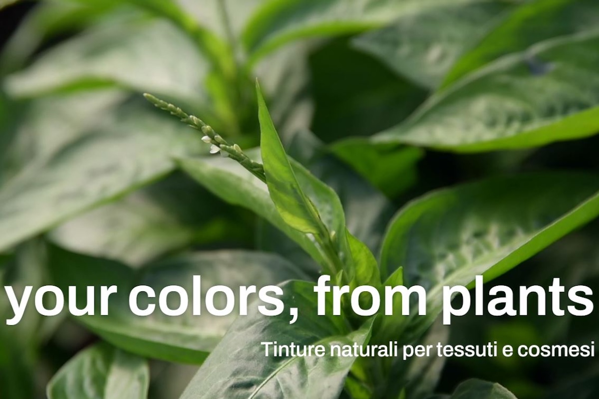 Le piante tintorie coltivate dal produttore di coloranti tessili ecosostenibili New Generation Farm